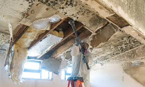 Best Mold Remediation for Healthcare Facilities  in Camp Wood, TX